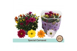 Chrysanthemum ind. carnaval special schaal