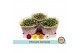 Chrysanthemum ind. carnaval special schaal 