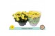 Chrysanthemum ind. tapas time classic yellow 