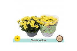 Chrysanthemum ind. tapas time classic yellow