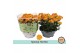 Chrysanthemum ind. hoihoi special 
