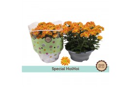 Chrysanthemum ind. hoihoi special