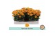 Chrysanthemum ind. hoihoi special 