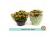 Chrysanthemum ind. ciao rebel splendid special 