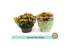 Chrysanthemum ind. ciao rebel splendid special