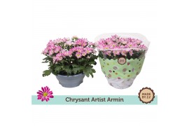 Chrysanthemum ind. artistic armin