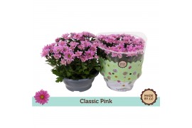 Chrysanthemum ind. giro time classic pink