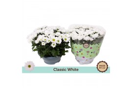 Chrysanthemum ind. alpine time classic white