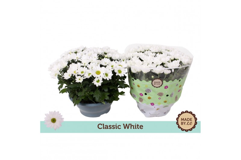 Chrysanthemum ind. alpine time classic white Chrysanthemum ind. alpine time classic white