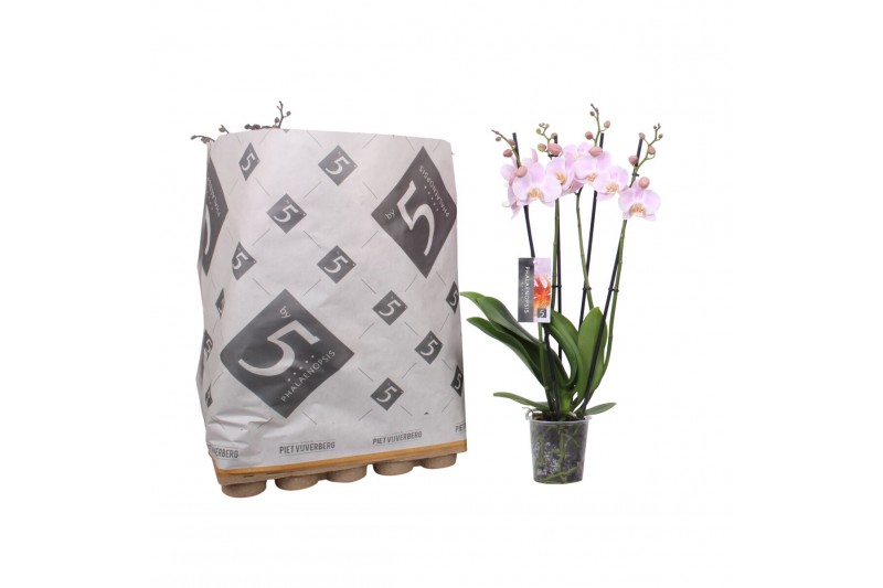 Phalaenopsis mix 4 tak - 25+ bloemen pulptray 
