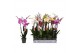 Phalaenopsis mix 4 tak - 25+ bloemen 