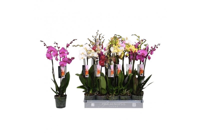 Phalaenopsis mix 4 tak - 25+ bloemen 