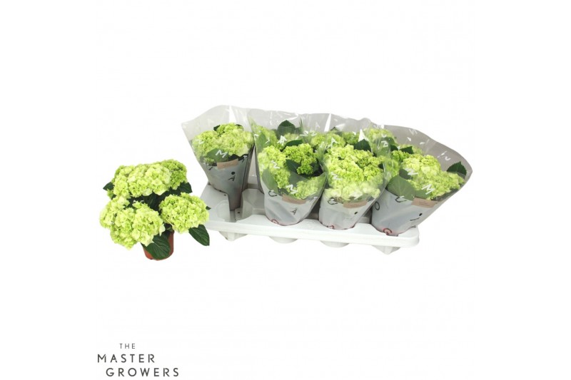 Hydrangea hi white sun Wit 3-5 Bloem 