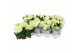 Hydrangea hi white sun Wit 3-5 Bloem 