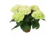 Hydrangea hi white sun Wit 3-5 Bloem 