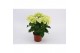 Hydrangea hi white sun Wit 3-5 Bloem 