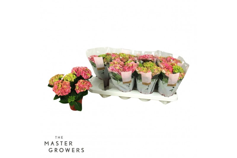 Hydrangea saxon candy heart Roze 3-5 Bloem 