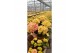 Hydrangea saxon candy heart Roze 3-5 Bloem 