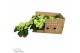 Hydrangea hi white sun Wit 3-5 Bloem - Zonder Hoes 