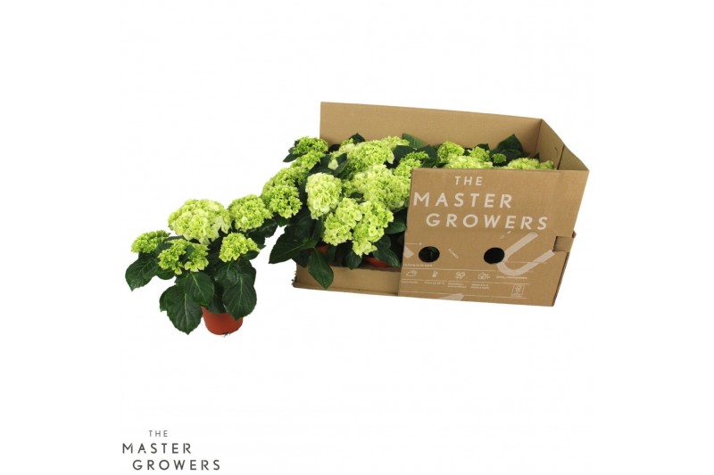 Hydrangea hi white sun Wit 3-5 Bloem - Zonder Hoes 