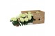 Hydrangea hi white sun Wit 3-5 Bloem - Zonder Hoes 