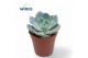 Echeveria Grey Prince 