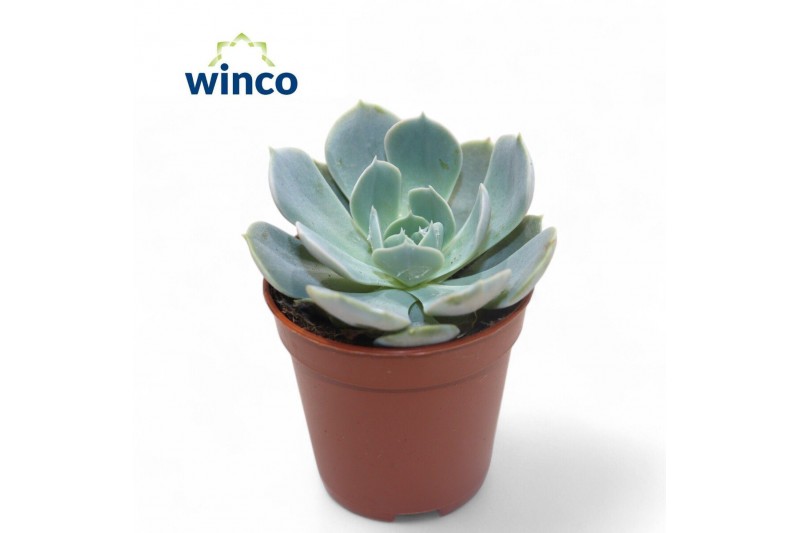 Echeveria Grey Prince 
