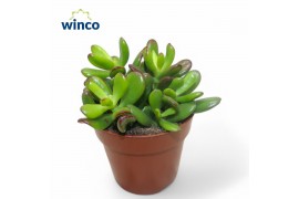 Crassula convoluta