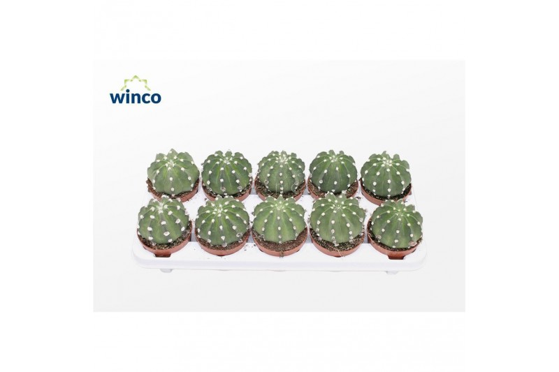 Cactus Echinopsis Subdenudata 