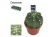 Cactus Echinopsis Subdenudata 