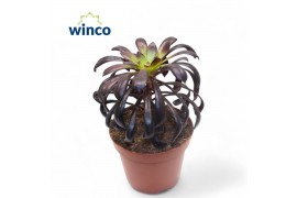 Aeonium Aeonium Schwartzkopf 1 pp