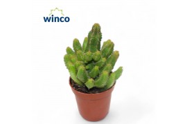 Euphorbia lugardiae