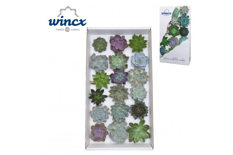 Echeveria snij Echeveria Mix (wincx) Cutfl (18spc.) 999 