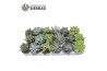 Succulenten Sierras® - Malaga Mix