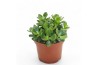 Crassula ovata minor