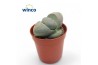 Lithops hookeri Pleiospilos Nelii