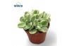 Cotyledon tomentosa ladismithiensis white panda variegata