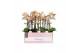 Phalaenopsis multiflora geel Aromio Spicy 3 spike 