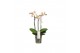 Phalaenopsis multiflora geel Aromio Spicy 3 spike 