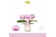 Phalaenopsis multiflora roze 3 tak amorosso merlini in lazio white 