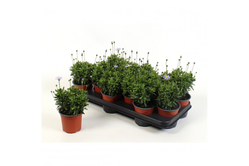 Felicia amelloides felicitara blue 