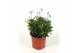 Felicia amelloides felicitara blue 