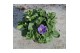Petunia famous light blue 