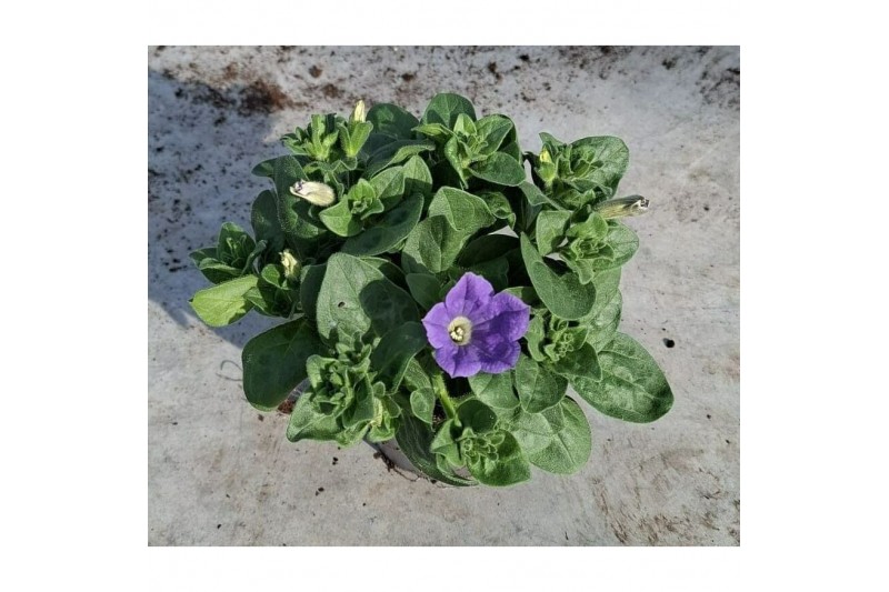 Petunia famous light blue 