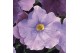 Petunia famous light blue 