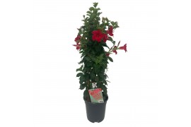 Mandevilla sundaville red Sundaville (Dipladenia) rood P19