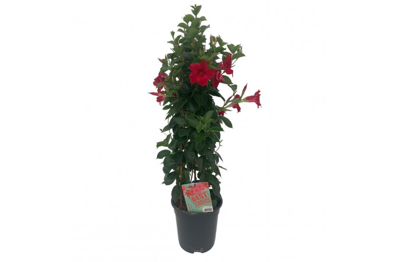 Mandevilla sundaville red Sundaville (Dipladenia) rood P19 Mandevilla sundaville red Sundaville (Dipladenia) rood P19