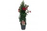 Mandevilla sundaville red Sundaville (Dipladenia) rood P19