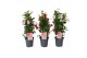 Mandevilla sundaville mix Sundaville (Dipladenia) Mix P19 