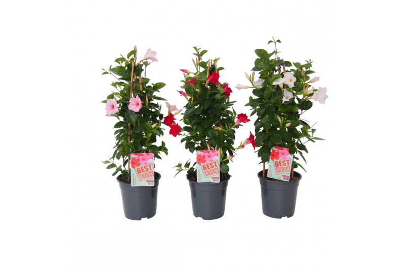 Mandevilla sundaville mix Sundaville (Dipladenia) Mix P19 Mandevilla sundaville mix Sundaville (Dipladenia) Mix P19